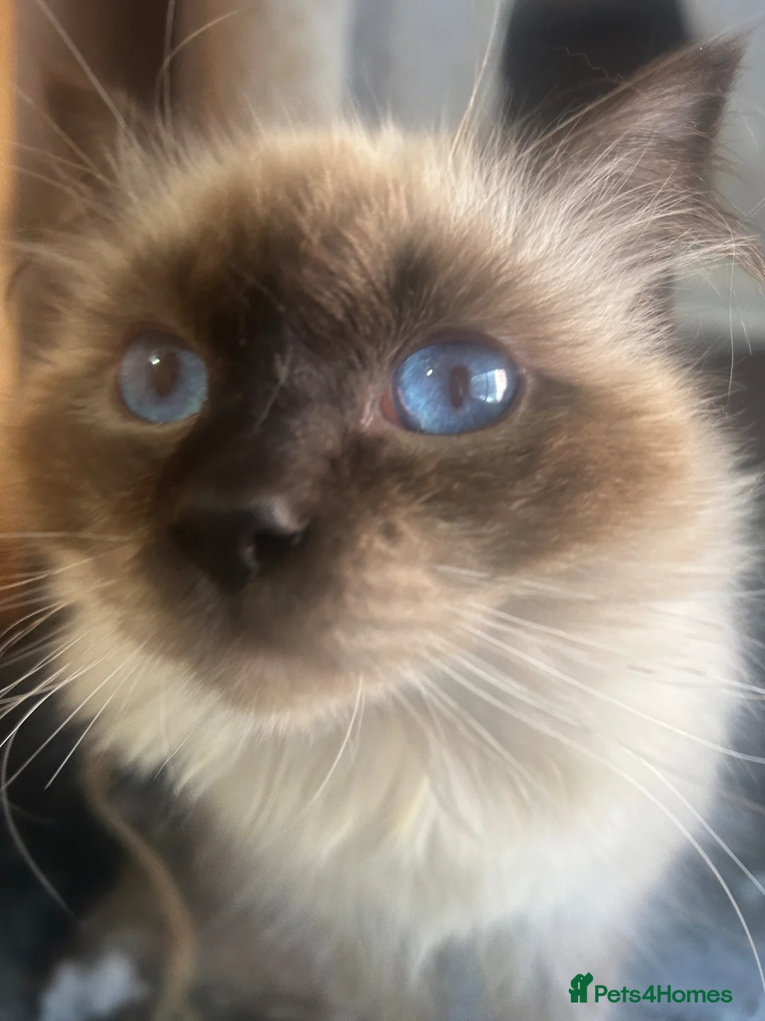 Ragdoll cats for sale: GCCF Female Seal Point 3 years old - Advert 2