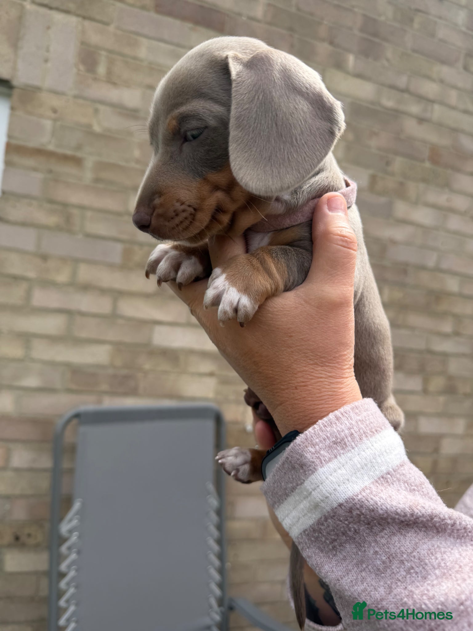 Miniature Dachshund dogs LAST GIRL AVAILABLE!! - Advert 4