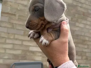 Miniature Dachshund dogs LAST GIRL AVAILABLE!! - Advert 11