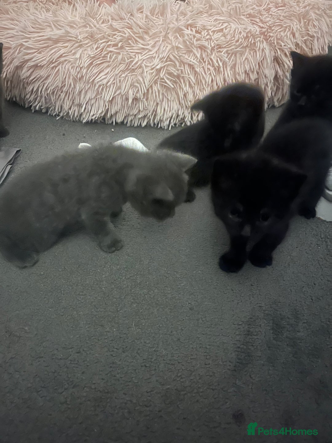British Shorthair cats for sale: Siamese/BSH kittens - Image 7