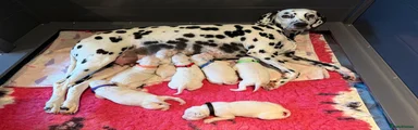 Dalmatian Puppy 5