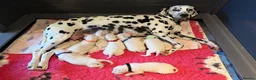 Dalmatian dogs for sale: Quality KC puppies in Beaminster - Advert 4