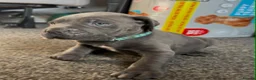 Cane Corso dogs for sale: 1 left 🐾🐶Cane Corso Mastiff Puppies for Sale  - Advert 36