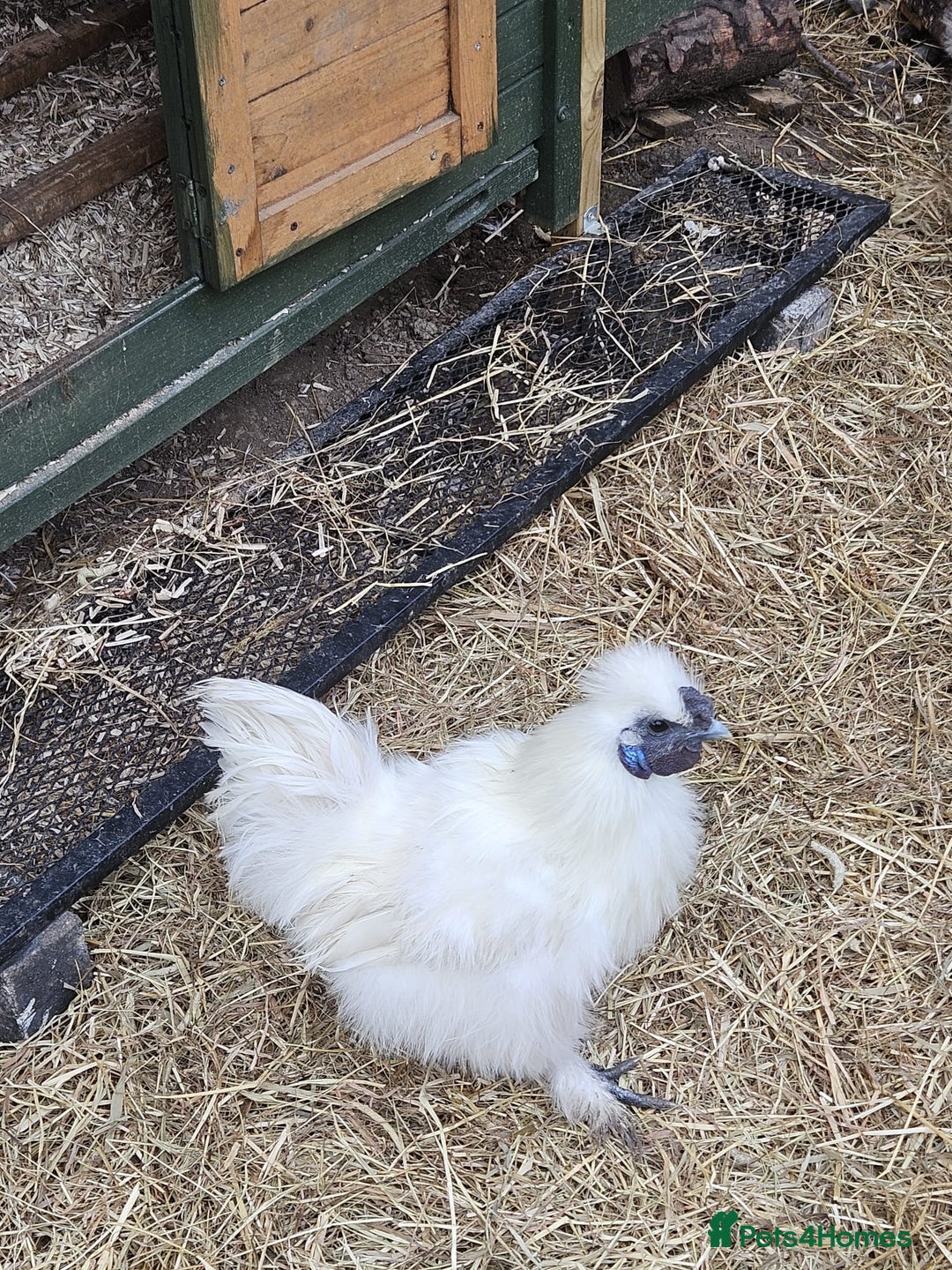 Chickens poultry for sale: White Non-Bearded Silkie Chicken - Advert 2