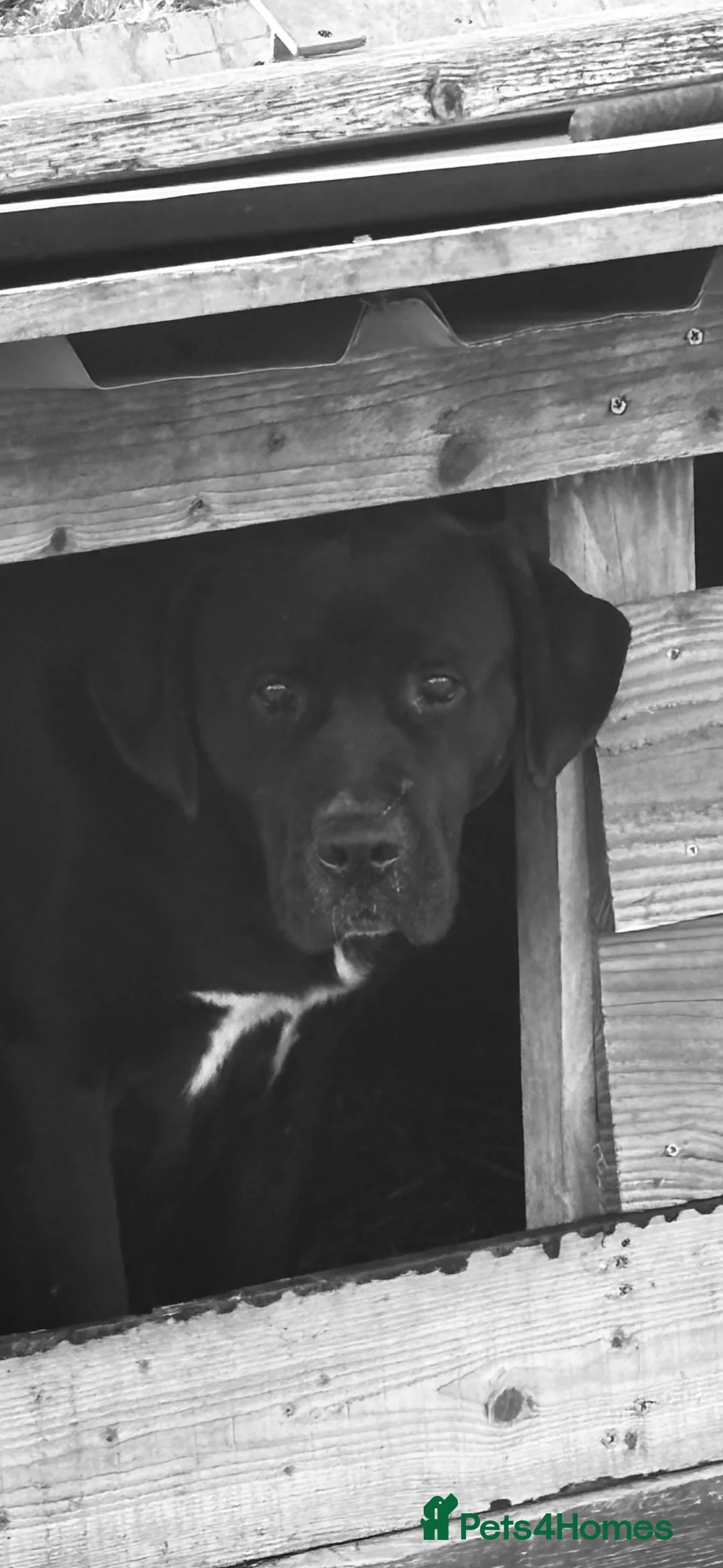 Cane Corso dogs for sale: Lo Raso Cane Corso UK Founder  in Leighton Buzzard - Advert 2