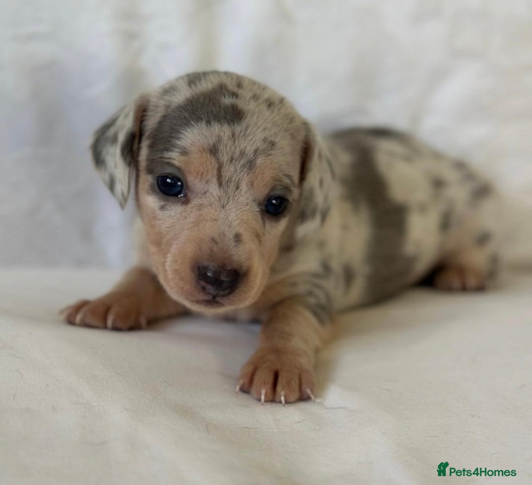 Miniature Dachshund dogs for sale: KC Mini Dachshunds Blue/Isabella & Cream dapple - Advert 12