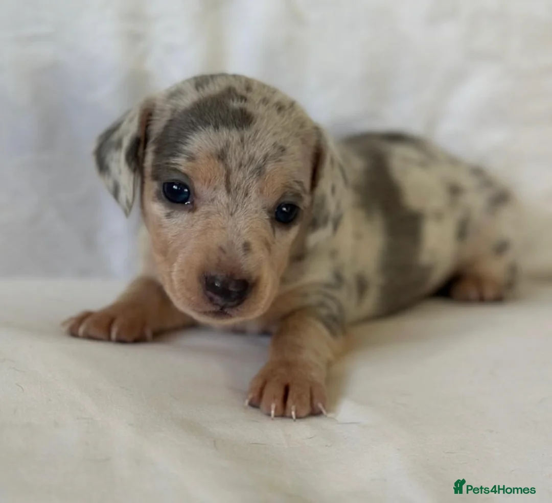 Miniature Dachshund dogs for sale: KC Mini Dachshunds Blue/Isabella & Cream dapple - Advert 13