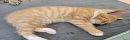 Mixed Breed cats for sale: Gorgeous male kittens - Advert 2