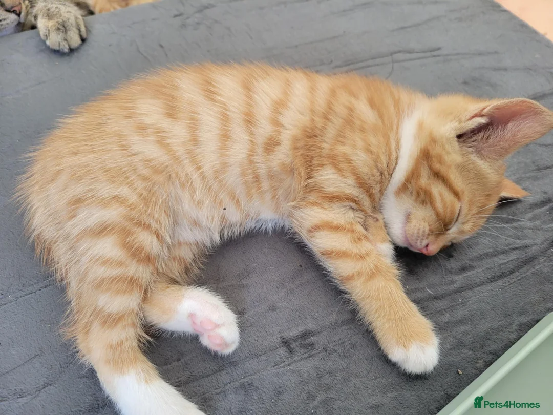 Mixed Breed cats for sale: Gorgeous male kittens - Advert 2
