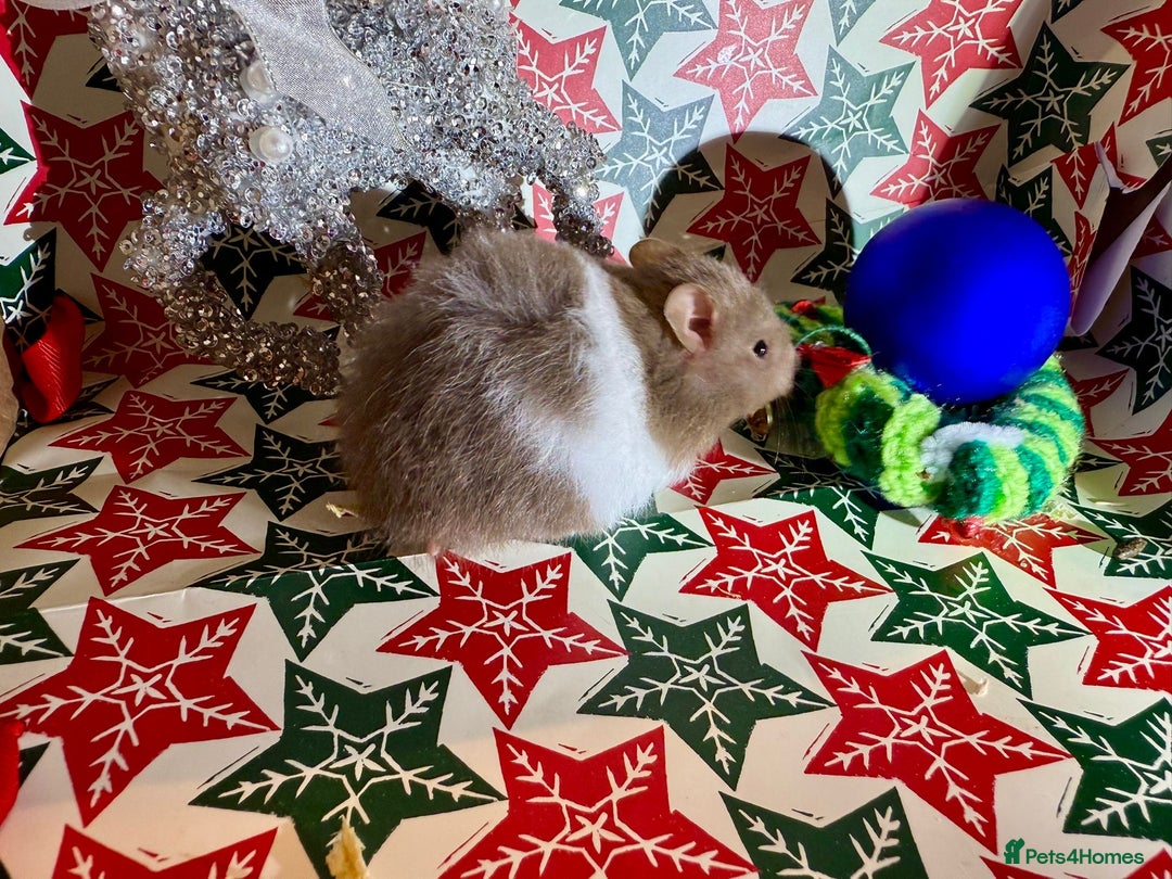 Hamster rodents for sale: Baby hamsters for sale - Advert 2