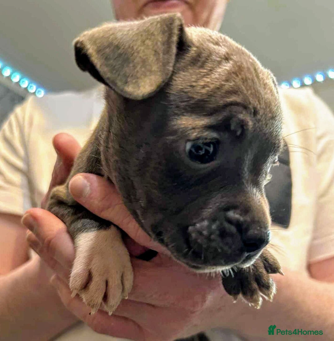 Mixed Breed dogs for sale: French Bulldog x Staffie Puppies - Rare colours - Image 3