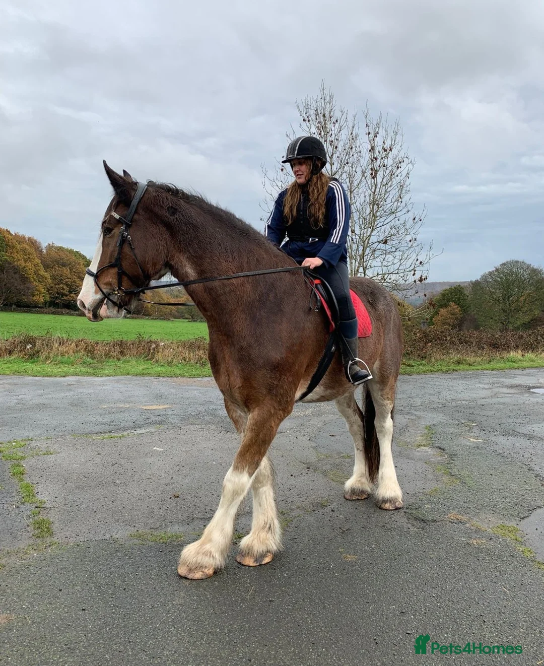 Shire horses for sale: Bruno 18.3 registered shire gelding  - Advert 2