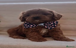 Cavapoo dogs for sale: Ruby red cavapoo puppies  - Image 6