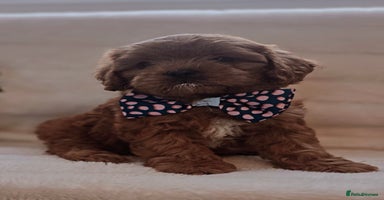 Cavapoo dogs - Advert 8