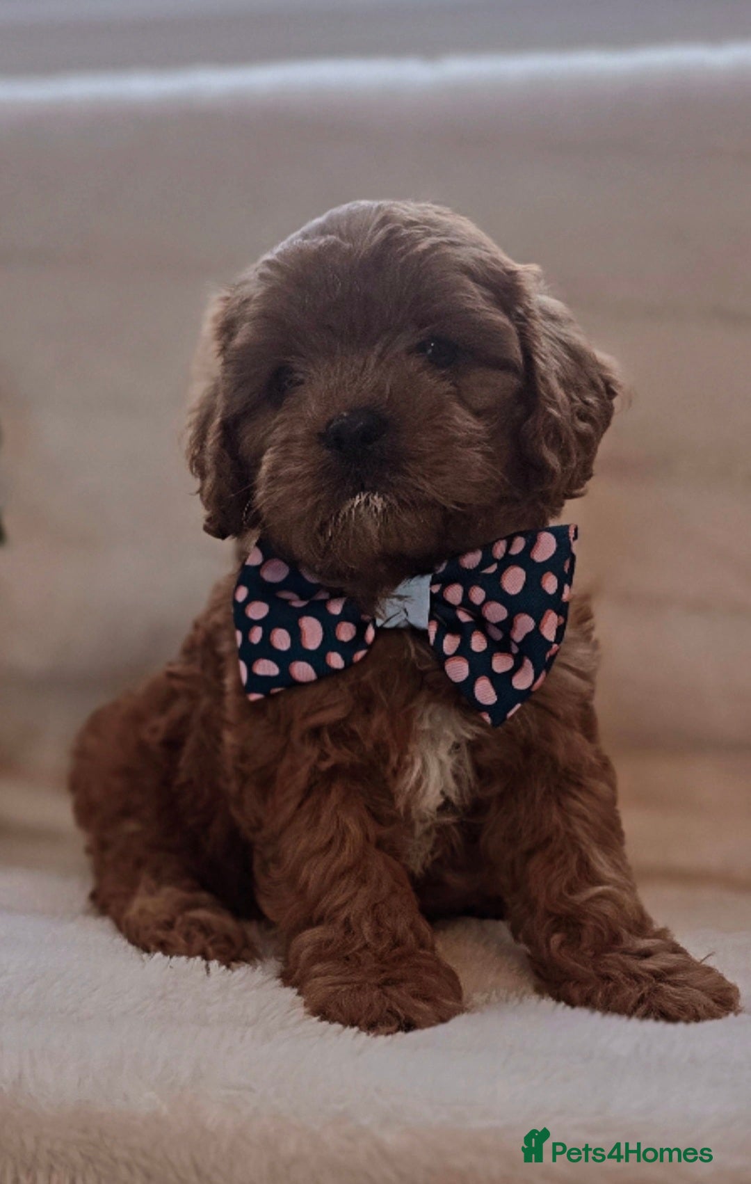 Cavapoo dogs for sale: Ruby red cavapoo puppies  - Image 6