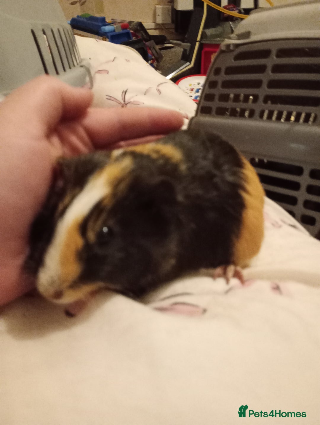 Guinea Pig rodents for sale: Female guinea pigs  - Advert 7