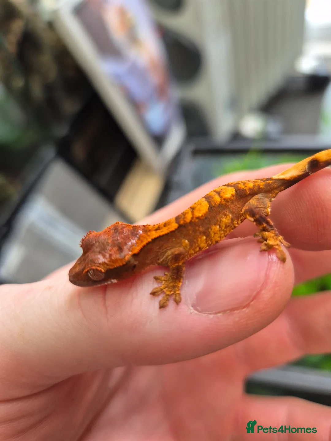 Gecko reptiles for sale: crested geckos, leopard geckos - Advert 7