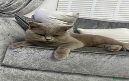 British Shorthair cats for sale: British Lilac Chunky Short Hair Cat for Sale 🐾 - Image 3