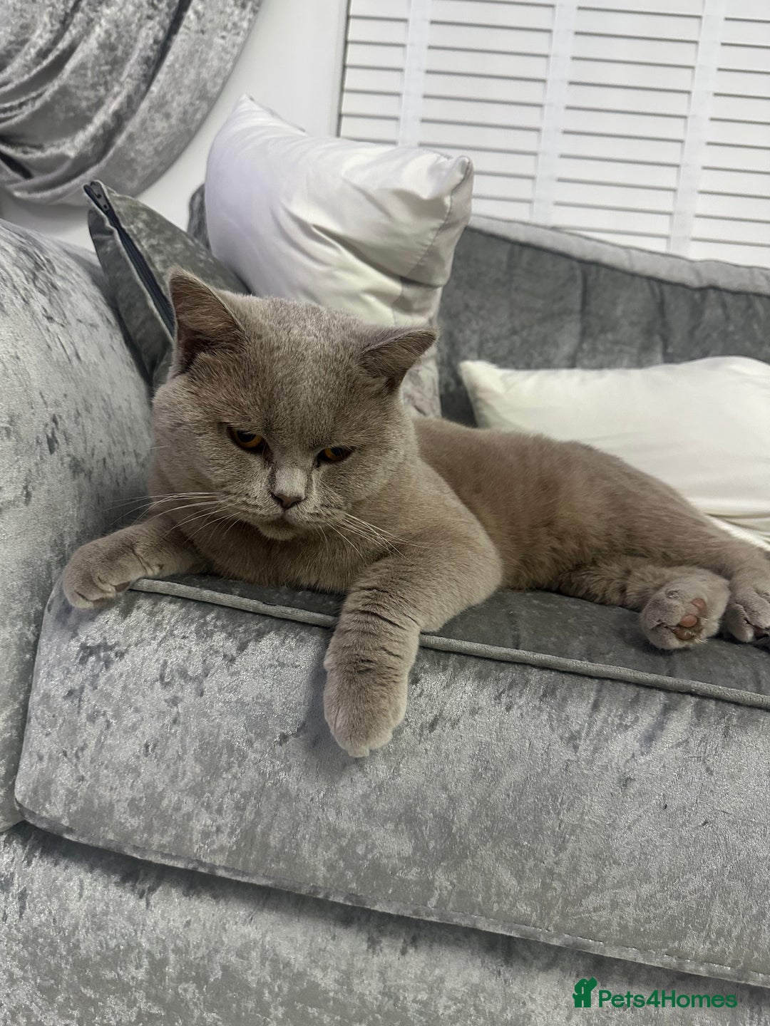 British Shorthair cats for sale: British Lilac Chunky Short Hair Cat for Sale 🐾 - Image 3