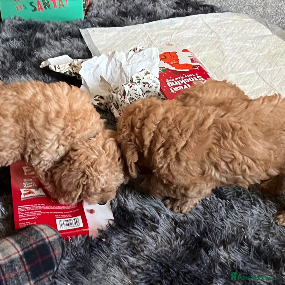 Australian Labradoodle dogs for sale: Fib Labradoodle puppies - Advert 21
