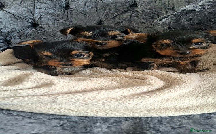 Yorkshire Terrier dogs - Advert 5
