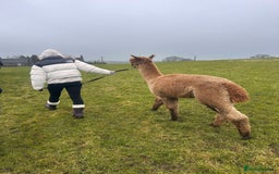 Alpaca livestock for sale: Friendly pet boy alpacas  - Image 3
