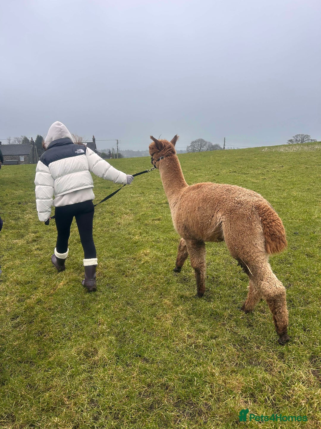 Alpaca livestock for sale: Friendly pet boy alpacas  - Image 3