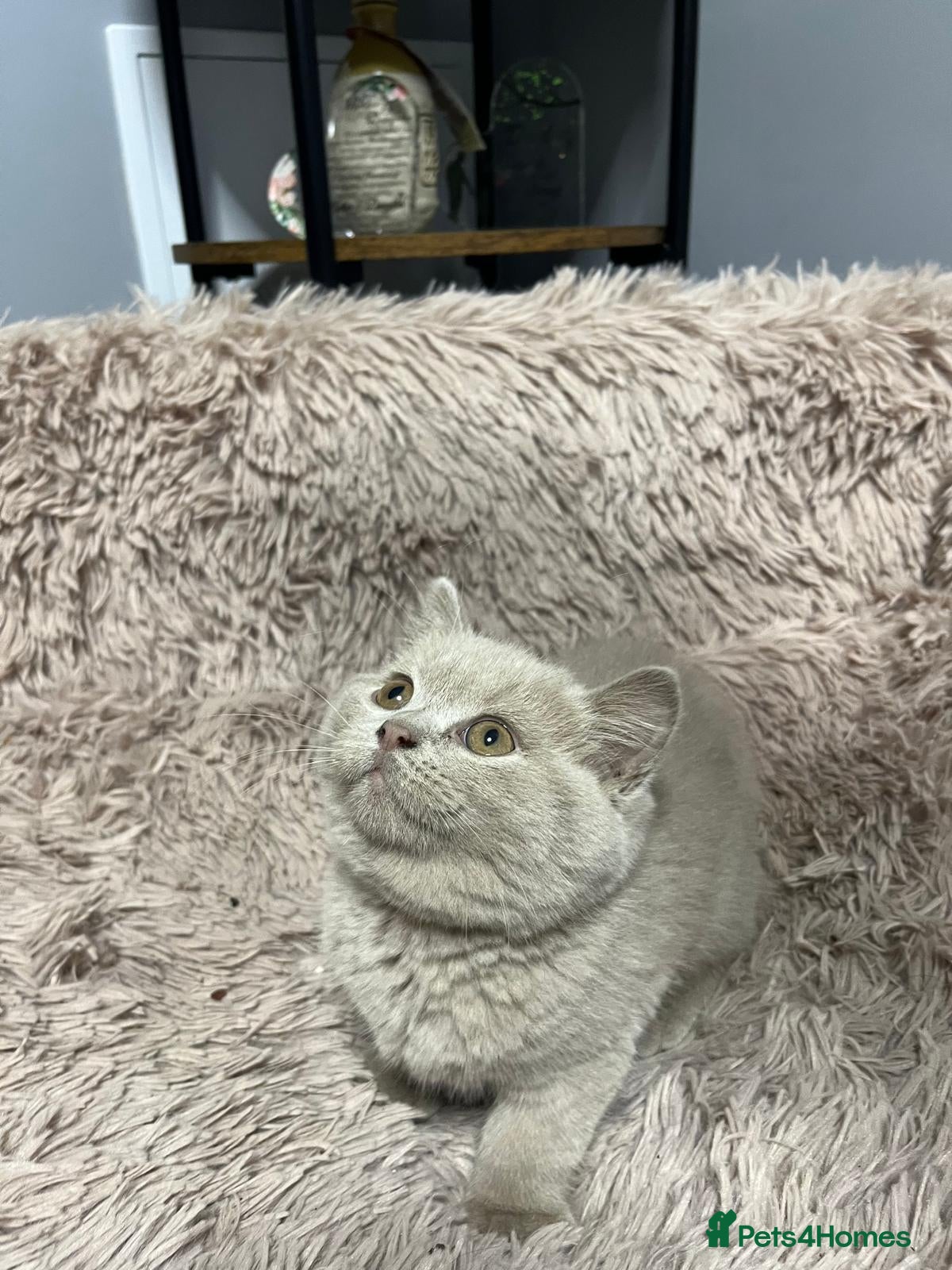 British Shorthair cats 2 blue beautiful girls British shorthair - Advert 1