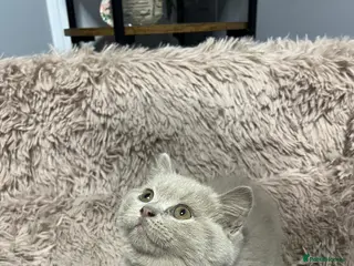 British Shorthair cats 2 blue beautiful girls British shorthair - Advert 1