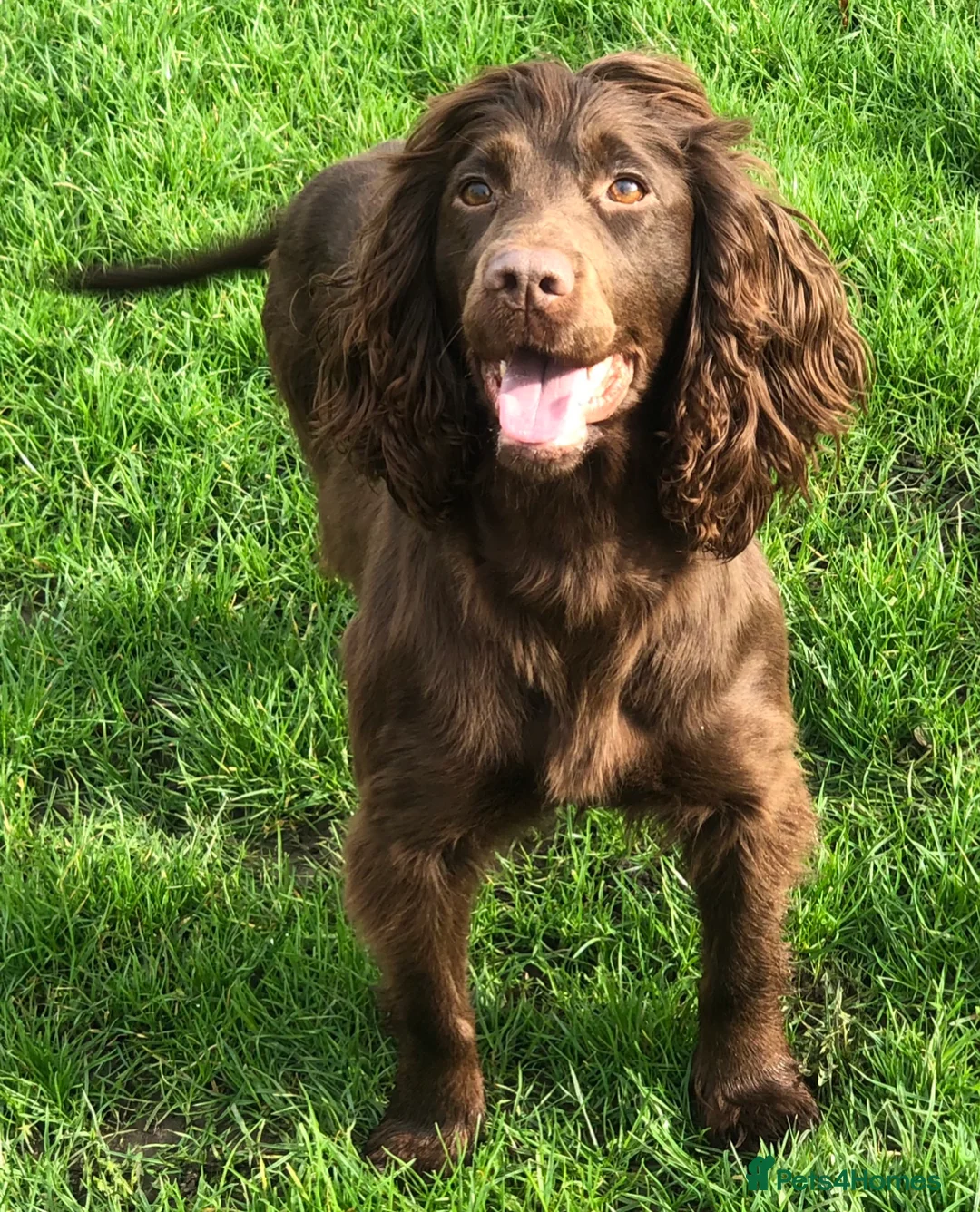 Cockapoo dogs for sale: Healthy toy poodle companions  - Advert 17