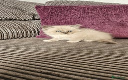Ragdoll cats for sale: Stunning Ragdoll kittens looking for new homes - Image 11