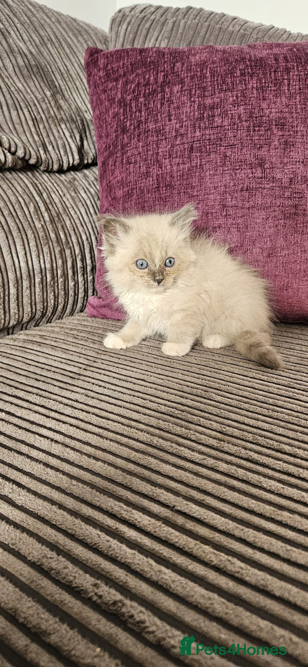 Ragdoll cats for sale: Stunning Ragdoll kittens looking for new homes - Image 11