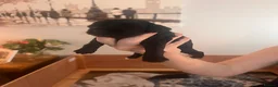 Cockapoo dogs for sale: 🐾 Beautiful Black & White F1B Cockapoo 🐾 - Advert 4