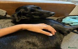 Labrador Retriever dogs for adoption: Pixie - Badersfield Norfolk  - Image 9