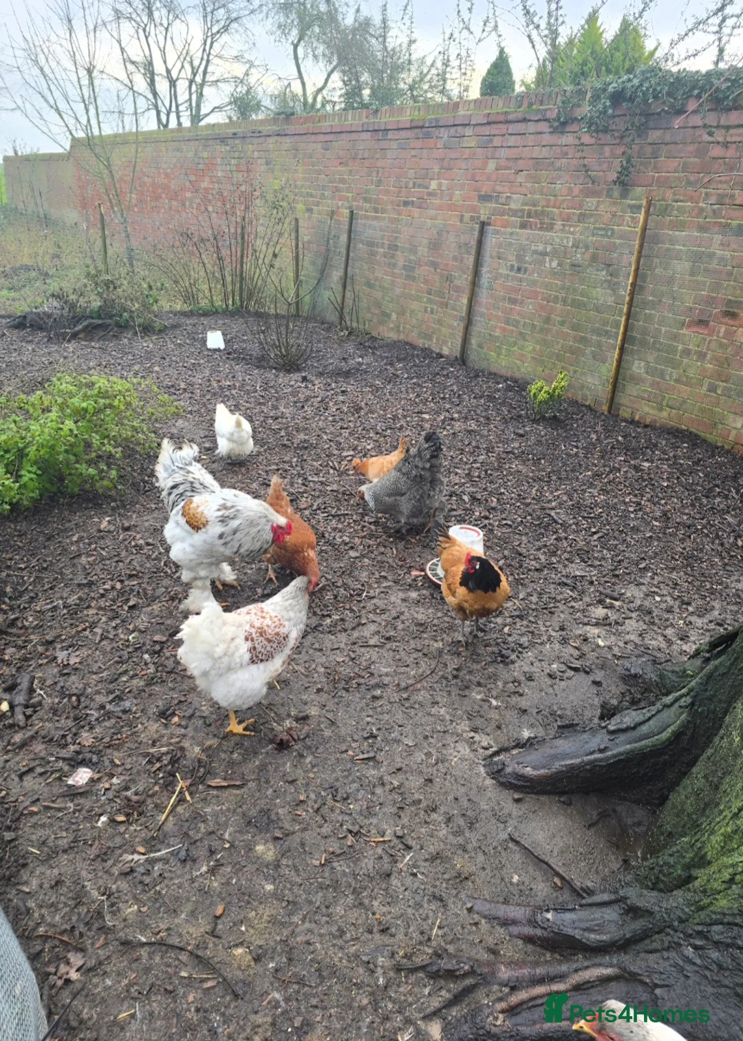 Chickens poultry for sale: 2 x Brahma boys for sale in Spalding - Advert 5