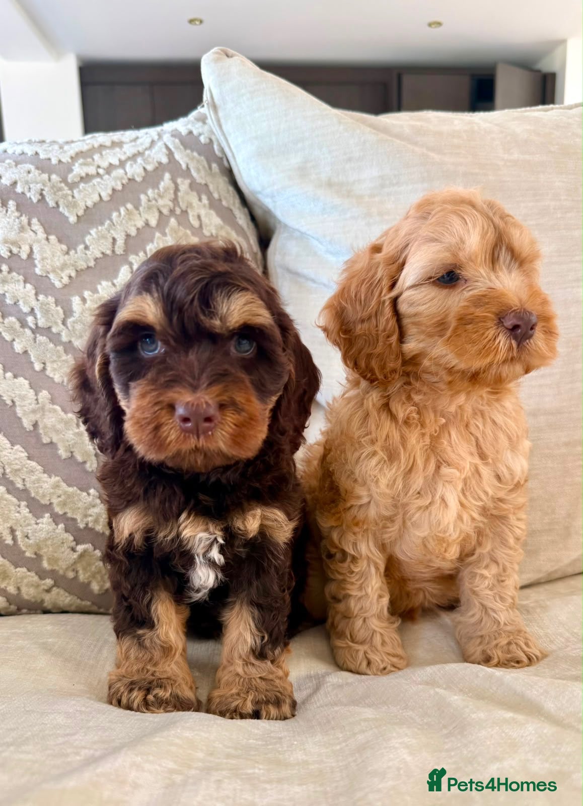Cockapoo dogs Rare chocolate and tan simbawood lines - Advert 1
