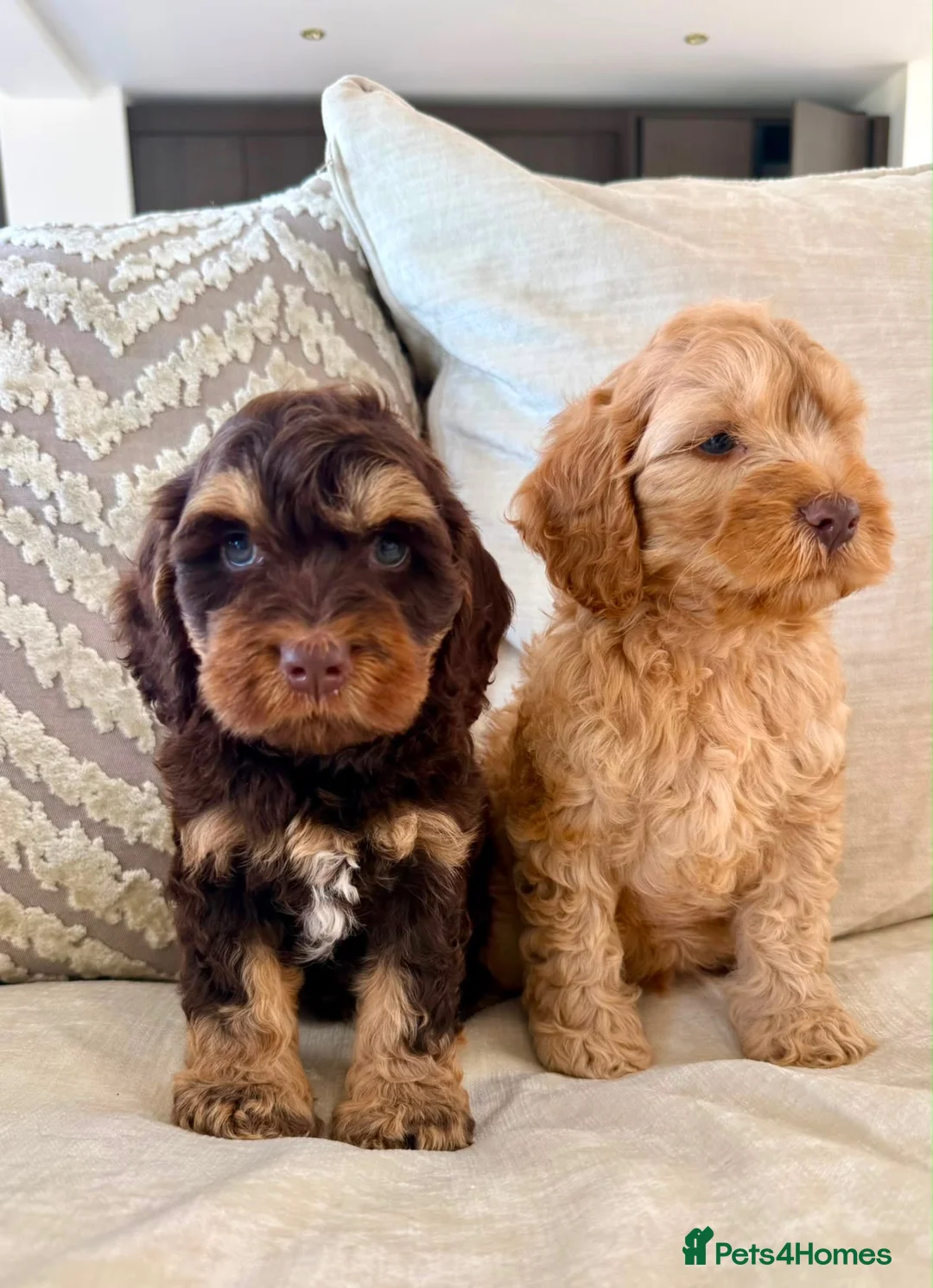 Cockapoo dogs for sale: (REDUCED) Chocolate and tan wrapped in cream  - Advert 2