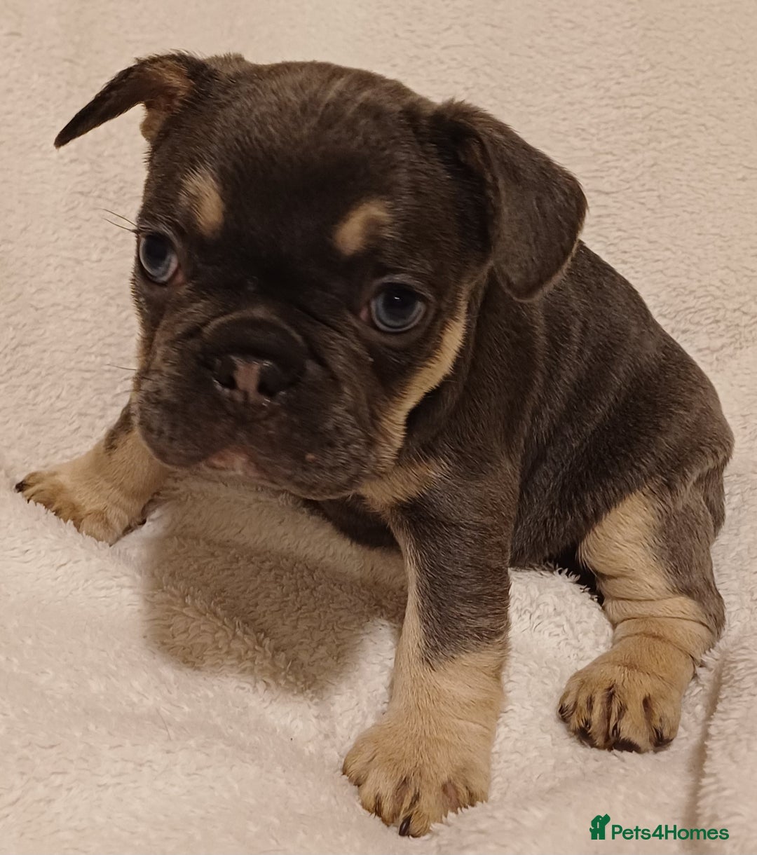 French Bulldog dogs for sale: Beautiful litter of amazing babies  - Advert 18