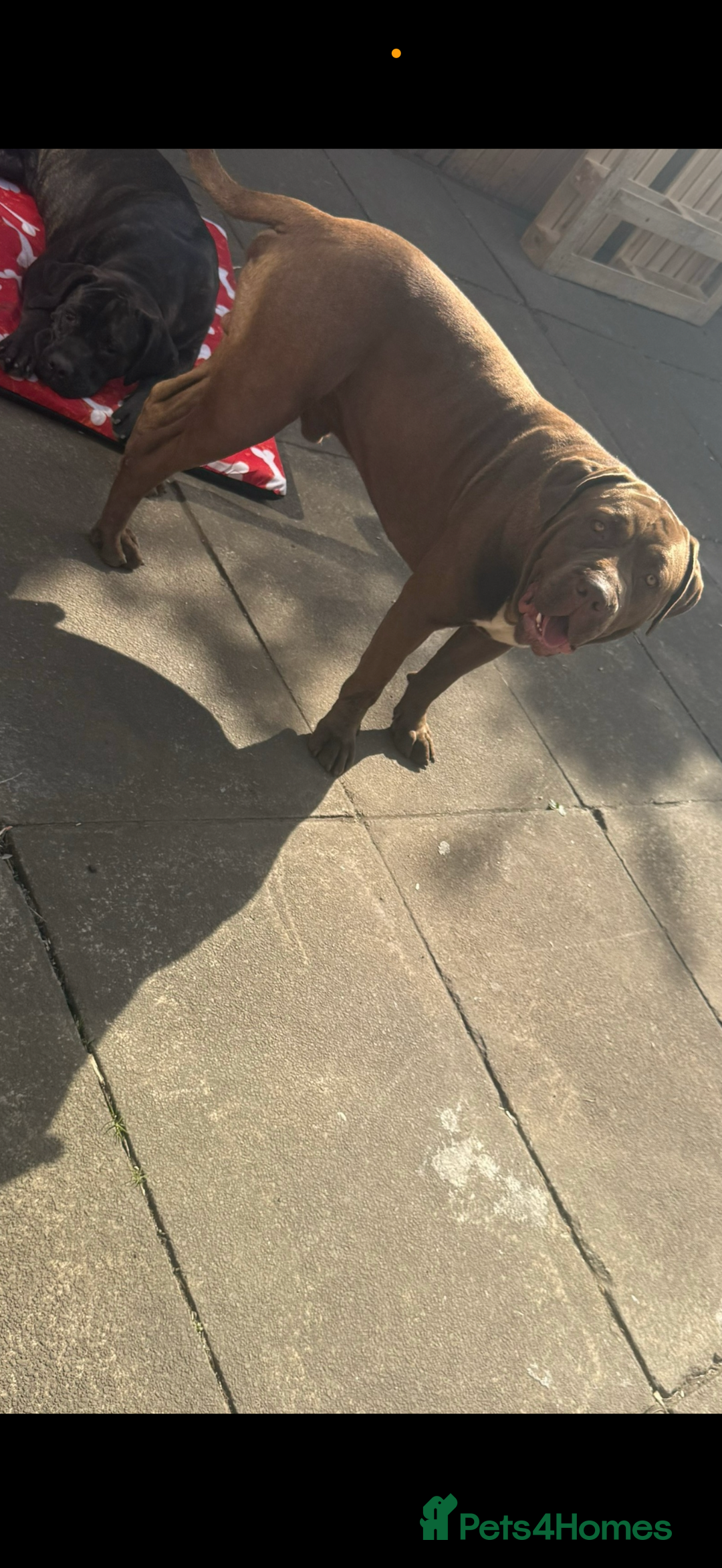 Cane Corso dogs for sale: Cane Corso puppies for sale - Image 5