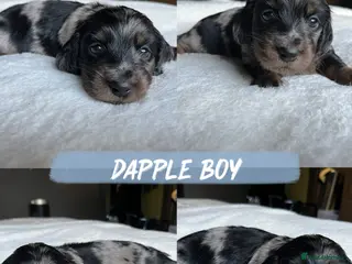 Miniature Dachshund dogs KC Long Hair Mini Dachshunds - Advert 2