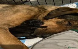 Mixed Breed dogs for sale: Belgian Malinois / Turkish Kangal / Cane Corso - Image 29