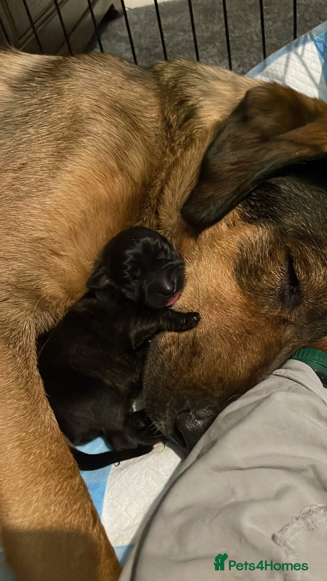 Mixed Breed dogs for sale: Belgian Malinois / Turkish Kangal / Cane Corso - Image 29