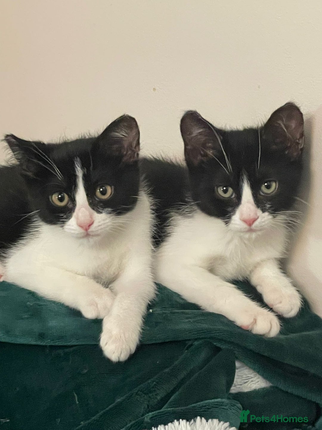 Mixed Breed cats for sale: Could you adopt Pea and Pod?  - Image 5