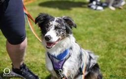Border Collie dogs for stud: TRI BLUE MERLE BORDER COLLIE PROVEN STUD  - Image 8