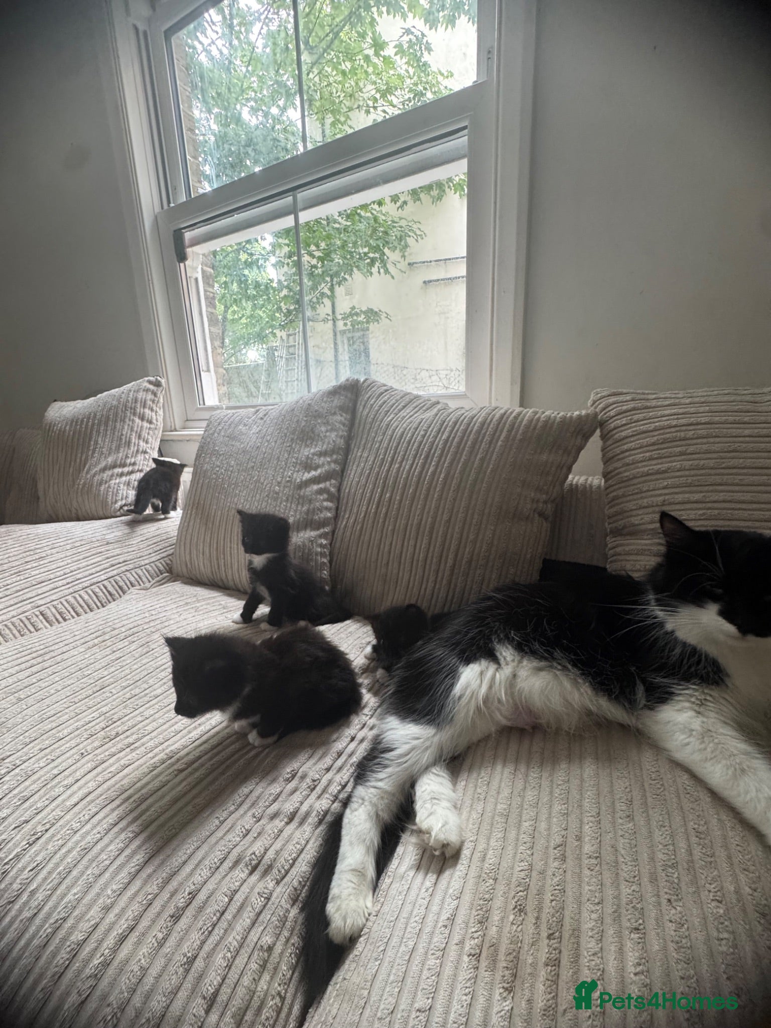Mixed Breed cats 4 kittens for sale will be ready to leave soon ‼️ - Advert 1