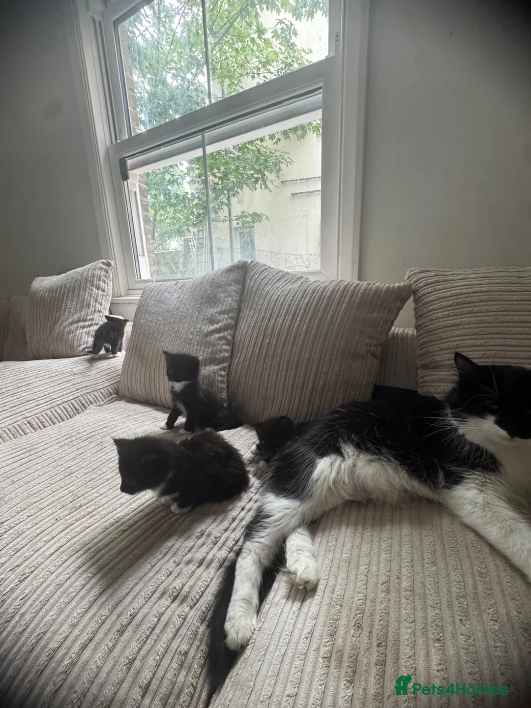 Mixed Breed cats for sale: 4 kittens for sale will be ready to leave soon ‼️ - Advert 1