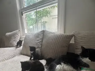 Mixed Breed cats 4 fluffy kittens for sale will be ready soon ‼️ - Advert 8