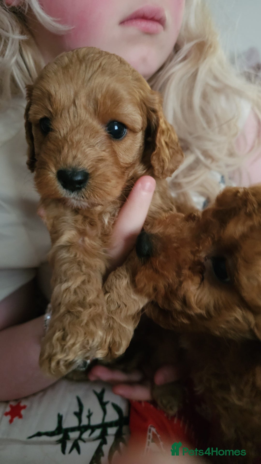 Cavapoo dogs for sale: Dashing Cavapoo Puppies  - Advert 32