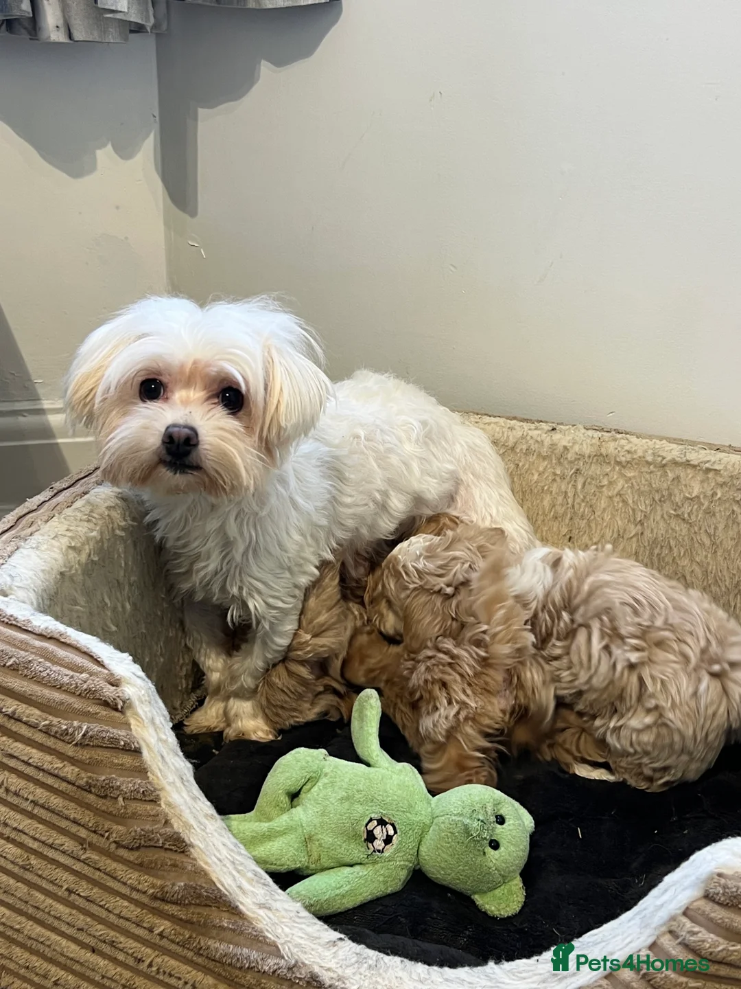 Maltipoo dogs for sale: 💙Maltipoo F1 puppies🩷 - Advert 2