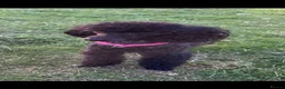 Toy Poodle dogs for sale: Beautiful Toy Poodle puppies. Ready to Go Now 🐾 - Advert 3